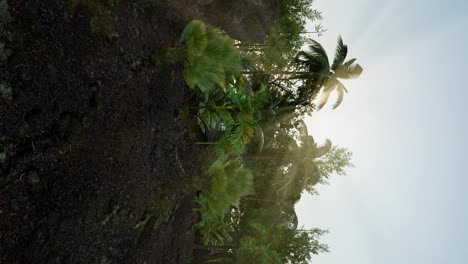 Blick-Auf-Den-Tropischen-Grünen-Wald-Mit-Sonneneinstrahlung-Am-Morgen